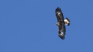 Investigación revela el impacto de las olas de calor en el vuelo de águilas ibéricas