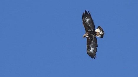 Investigación revela el impacto de las olas de calor en el vuelo de águilas ibéricas