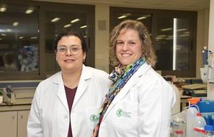 Bebidas energéticas afectan la salud dental de atletas aficionados, según estudio