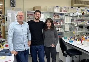 Investigadores de la Universitat descubren cómo las células detienen su división ante el estrés