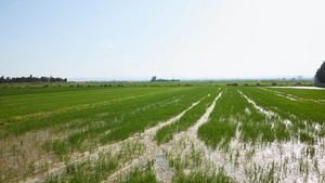 València lanza un concurso para proteger l'Albufera con tecnología innovadora