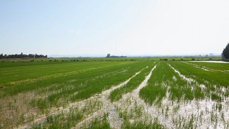 València lanza un concurso para proteger l'Albufera con tecnología innovadora