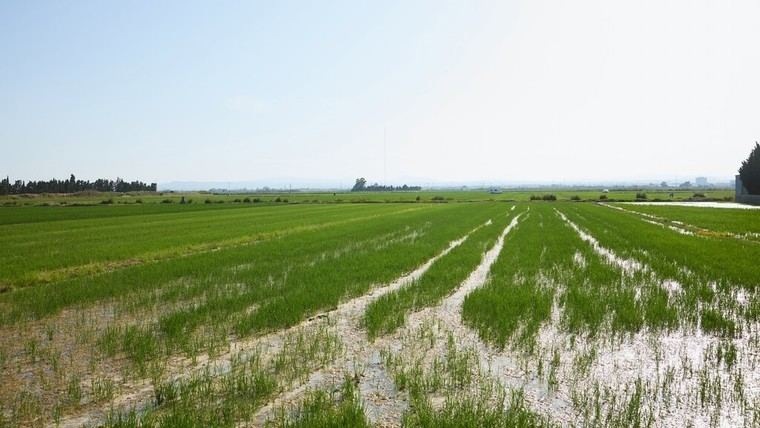 València lanza un concurso para proteger l'Albufera con tecnología innovadora