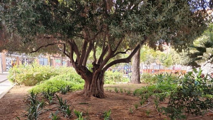 València planta 390 arbustos en jardines de Torrefiel y Benimaclet