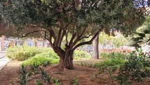 València planta 390 arbustos en jardines de Torrefiel y Benimaclet